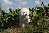 BICHON FRISE 071